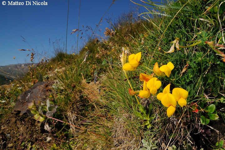 un po'' di flora dal Gavia